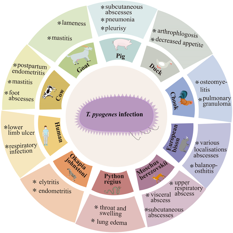Virulence factors and therapeutic methods of <i>Trueperella pyogenes</i>: A review.