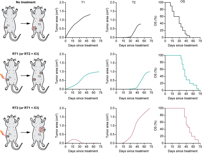 Paradoxical control of multifocal mammary oncogenesis by radiation therapy.