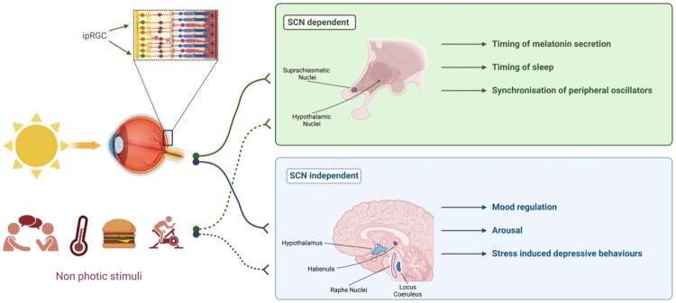 Light therapy for bipolar disorders: Clinical recommendations from the international society for bipolar disorders (ISBD) Chronobiology and Chronotherapy Task Force.