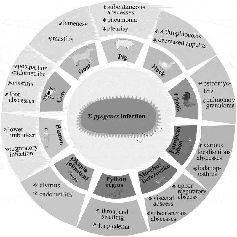Virulence factors and therapeutic methods of <i>Trueperella pyogenes</i>: A review.