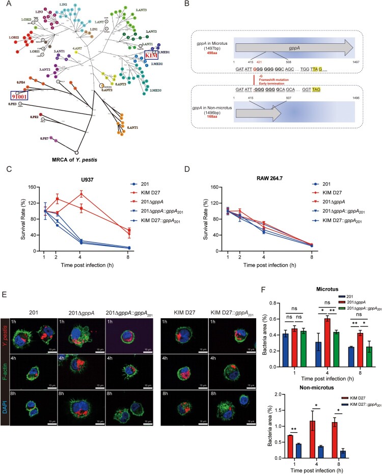 Molecular turn in <i>Yersinia pestis</i> pathogenesis: implications of the <i>gppA</i> frameshift for bacterial survival in human macrophage.