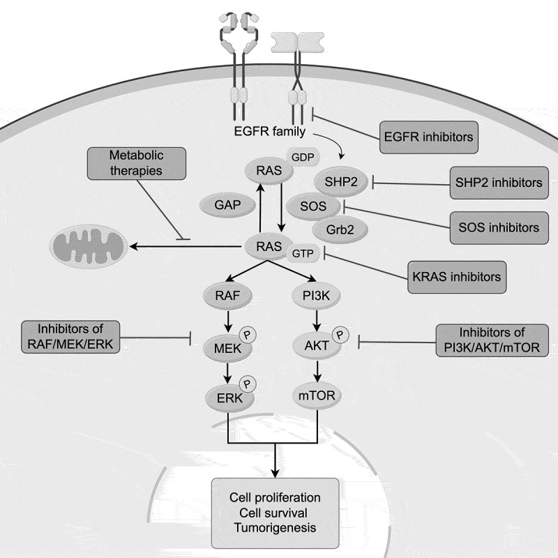 First-line treatments for KRAS-mutant non-small cell lung cancer: current state and future perspectives.