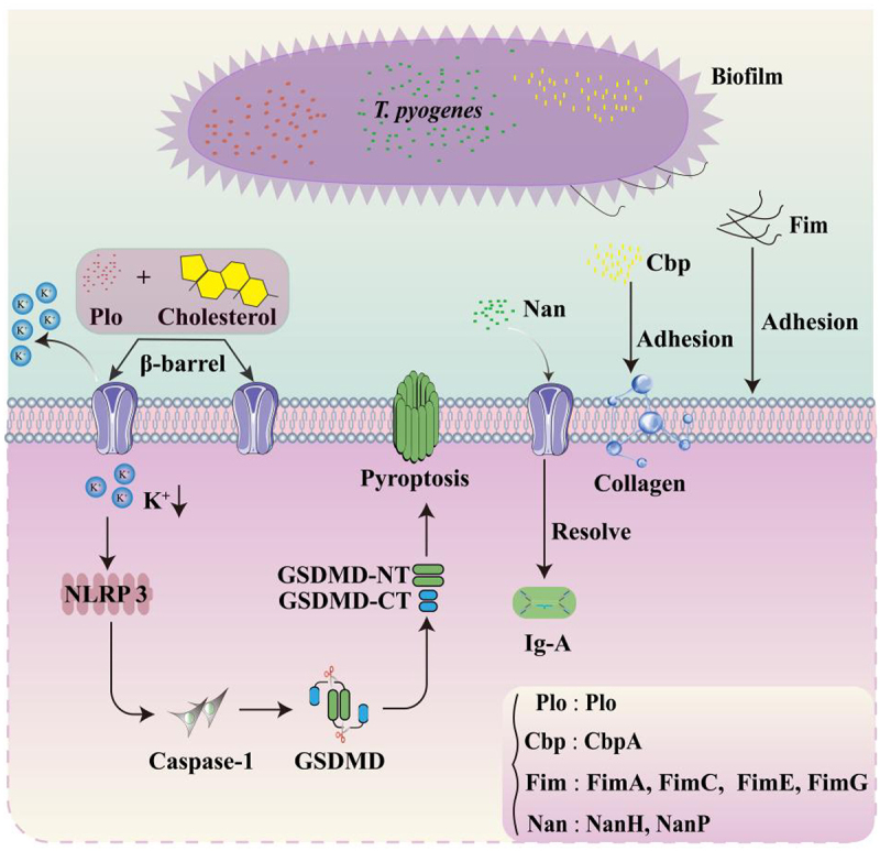 Virulence factors and therapeutic methods of <i>Trueperella pyogenes</i>: A review.