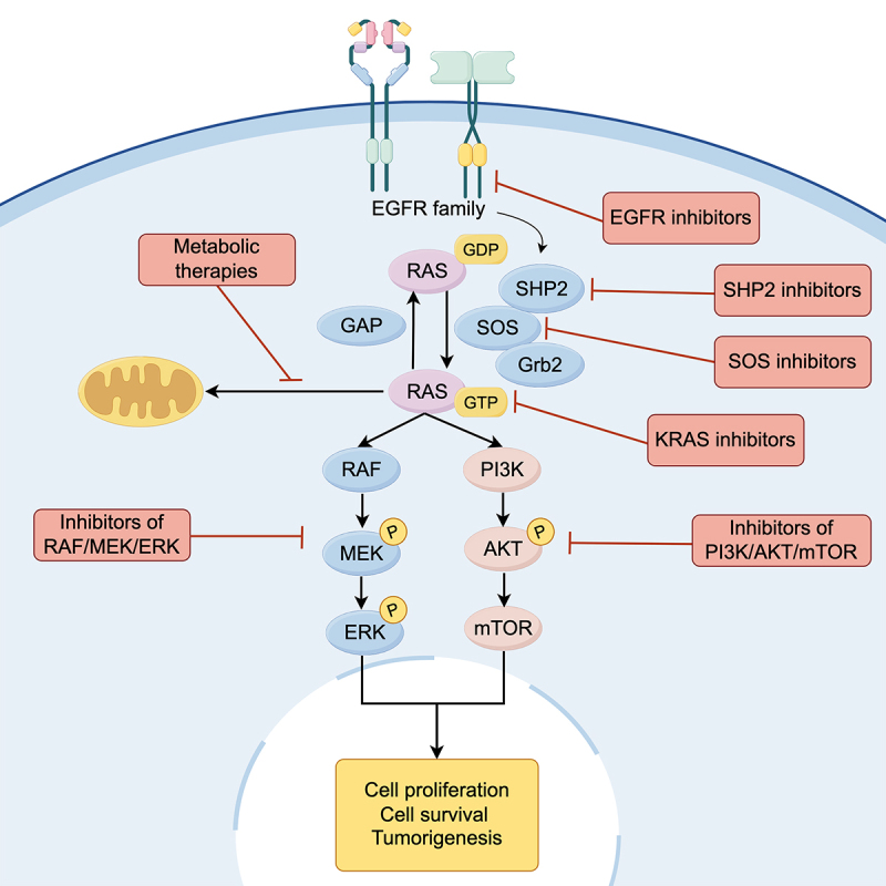 First-line treatments for KRAS-mutant non-small cell lung cancer: current state and future perspectives.