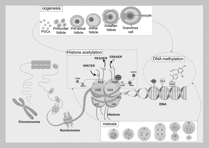 Mechanism of crosstalk between DNA methylation and histone acetylation and related advances in diagnosis and treatment of premature ovarian failure.