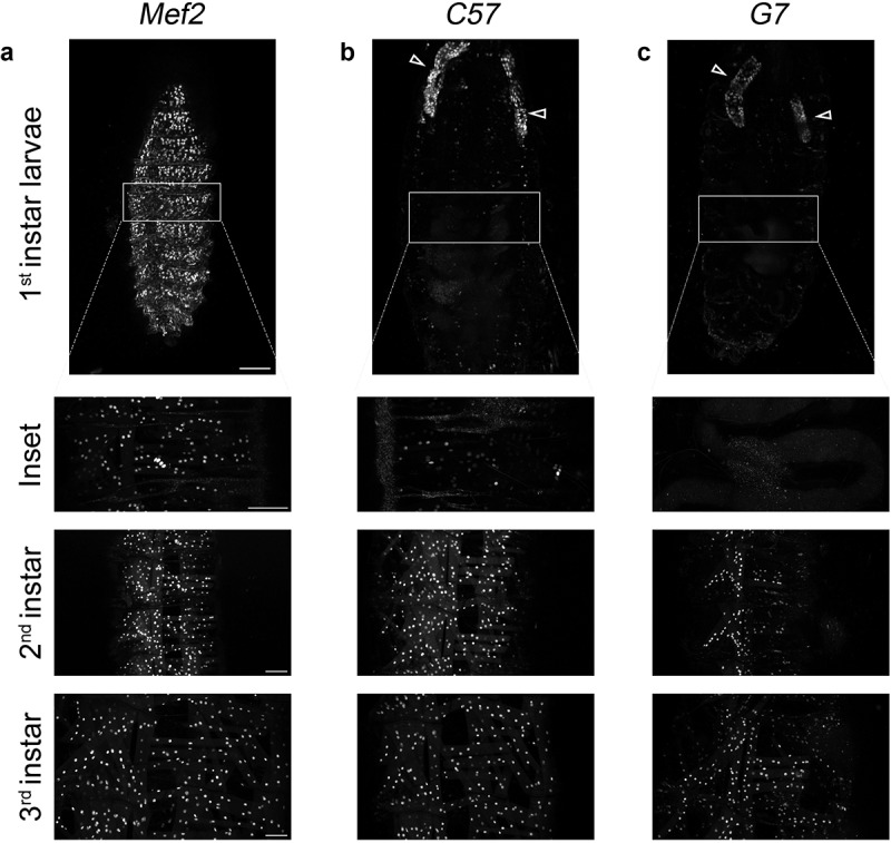 Stage-specific modulation of <i>Drosophila</i> gene expression with muscle GAL4 promoters.