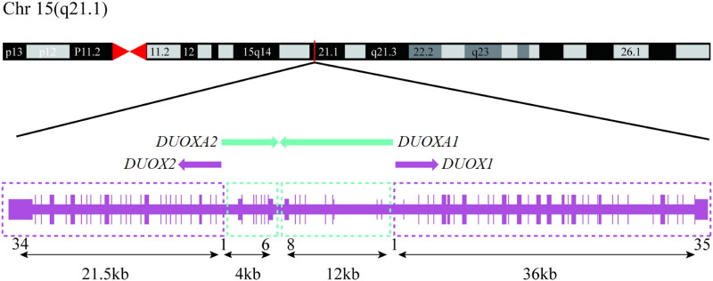 The role of DUOXA2 in the clinical diagnosis of paediatric congenital hypothyroidism.