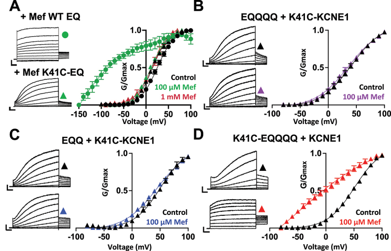 Graded activation of mutant K41C-KCNE1:KCNQ1 channel complexes by mefenamic acid.