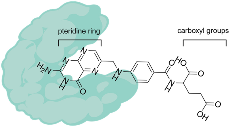 Folate receptor alpha for cancer therapy: an antibody and antibody-drug conjugate target coming of age.