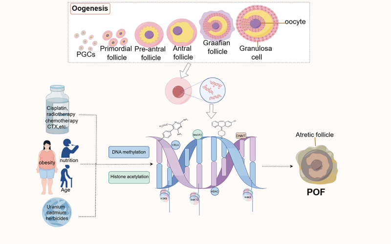 Mechanism of crosstalk between DNA methylation and histone acetylation and related advances in diagnosis and treatment of premature ovarian failure.