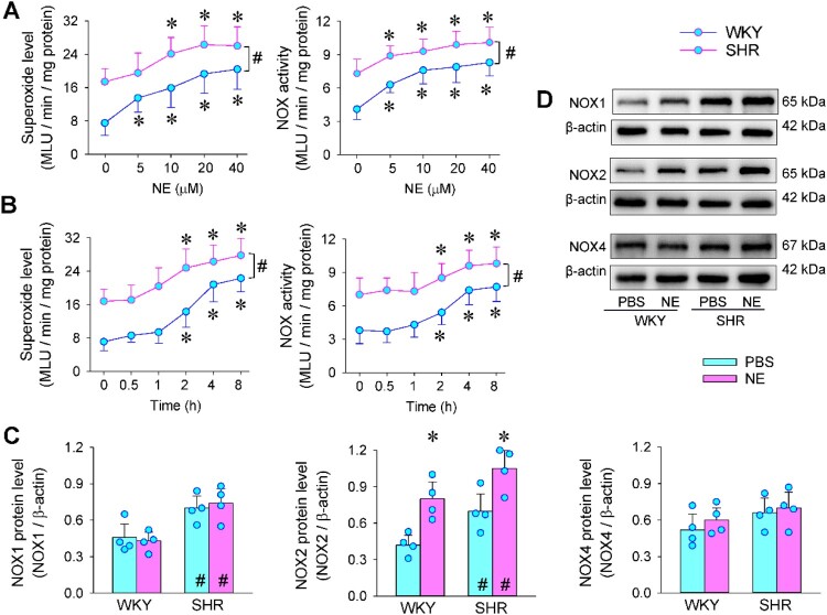 Norepinephrine promotes oxidative stress in vascular adventitial fibroblasts via PKC/NFκB-mediated NOX2 upregulation.