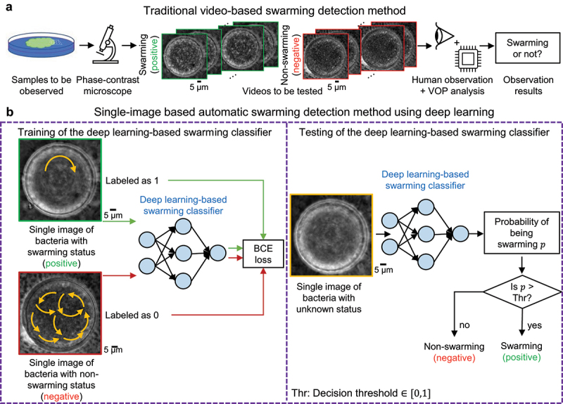 Deep learning-based detection of bacterial swarm motion using a single image.