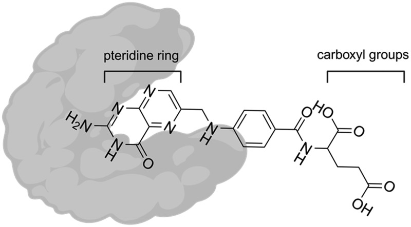 Folate receptor alpha for cancer therapy: an antibody and antibody-drug conjugate target coming of age.