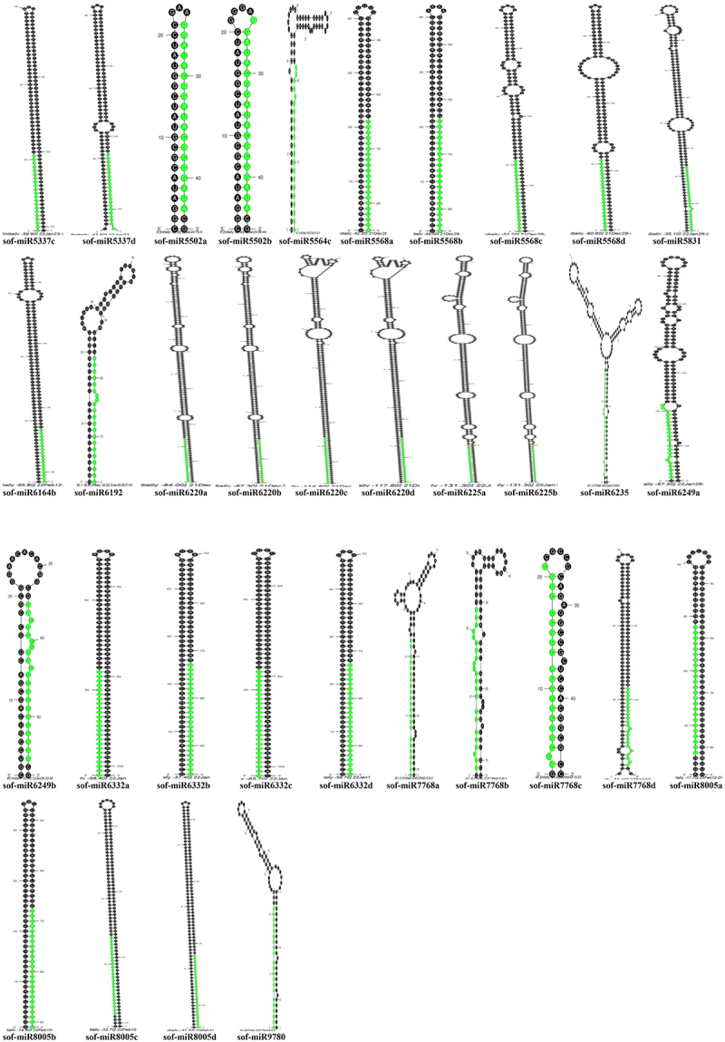 Computational identification and experimental validation of novel <i>Saccharum officinarum</i> microRNAs along with their targets through RT-PCR approach.