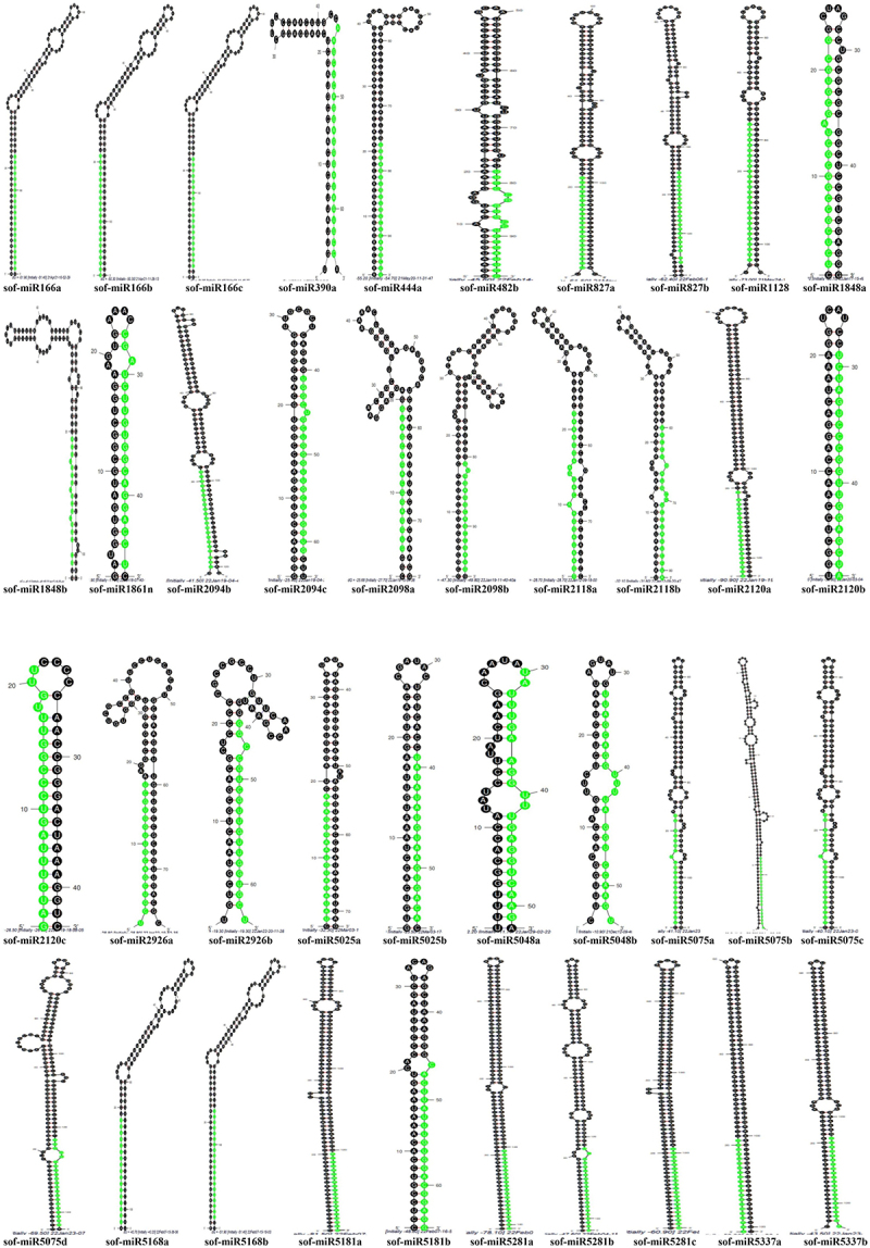 Computational identification and experimental validation of novel <i>Saccharum officinarum</i> microRNAs along with their targets through RT-PCR approach.