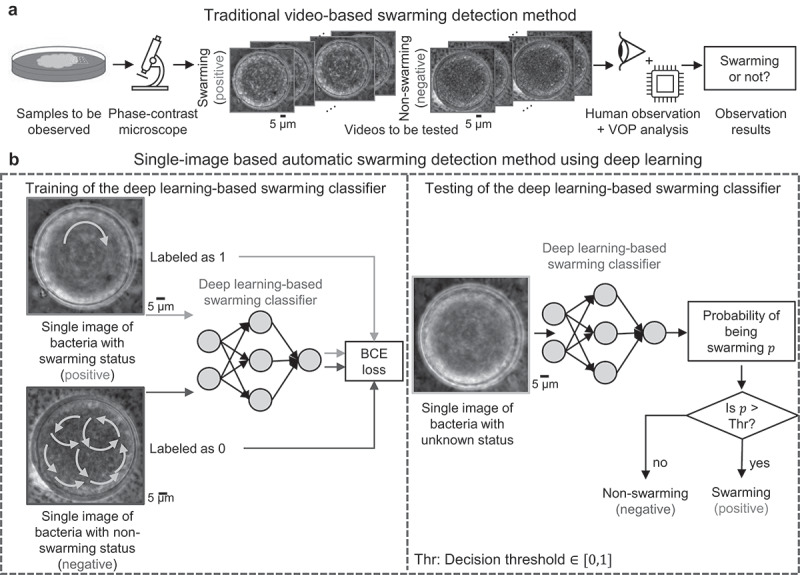 Deep learning-based detection of bacterial swarm motion using a single image.