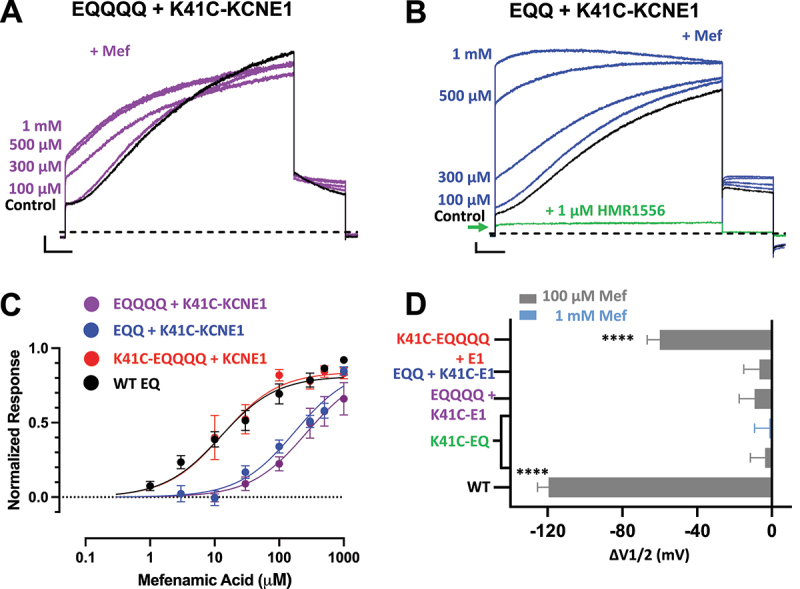 Graded activation of mutant K41C-KCNE1:KCNQ1 channel complexes by mefenamic acid.