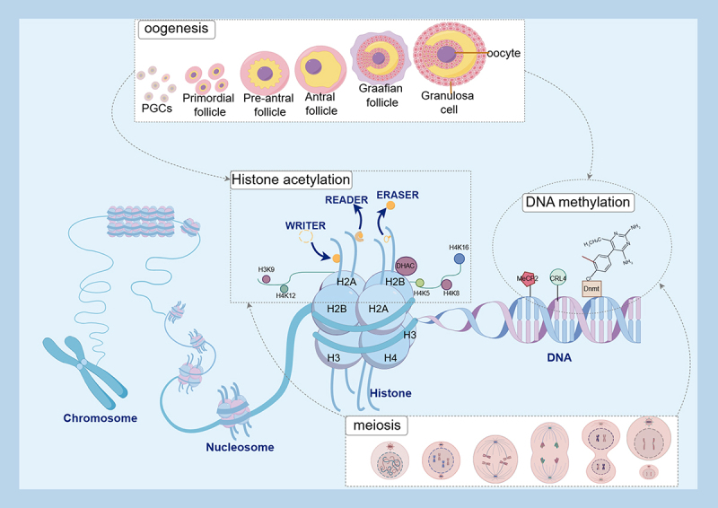 Mechanism of crosstalk between DNA methylation and histone acetylation and related advances in diagnosis and treatment of premature ovarian failure.
