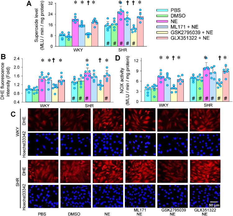 Norepinephrine promotes oxidative stress in vascular adventitial fibroblasts via PKC/NFκB-mediated NOX2 upregulation.