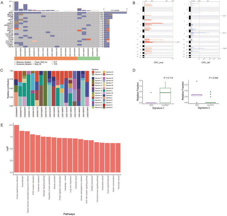 Differences of clinical features, prognosis and genetic mutations in Chinese patients with malignant melanoma and additional primary tumours.