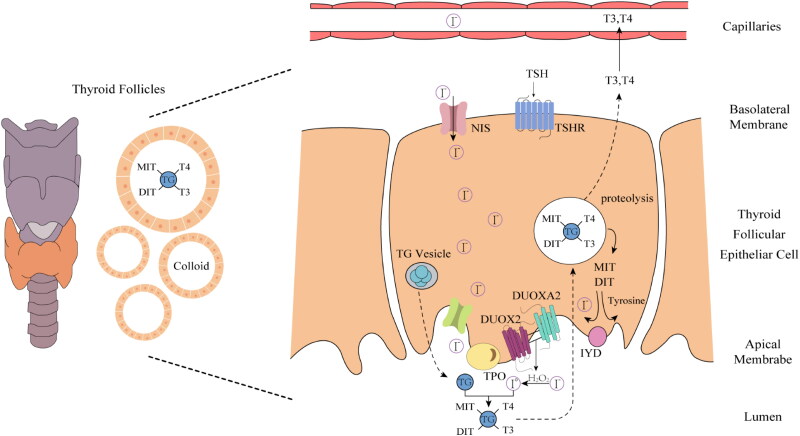 The role of DUOXA2 in the clinical diagnosis of paediatric congenital hypothyroidism.
