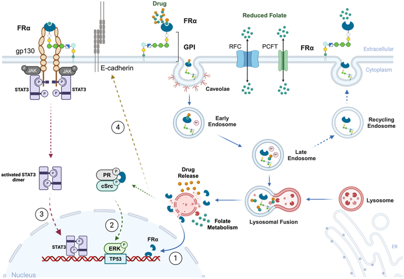 Folate receptor alpha for cancer therapy: an antibody and antibody-drug conjugate target coming of age.