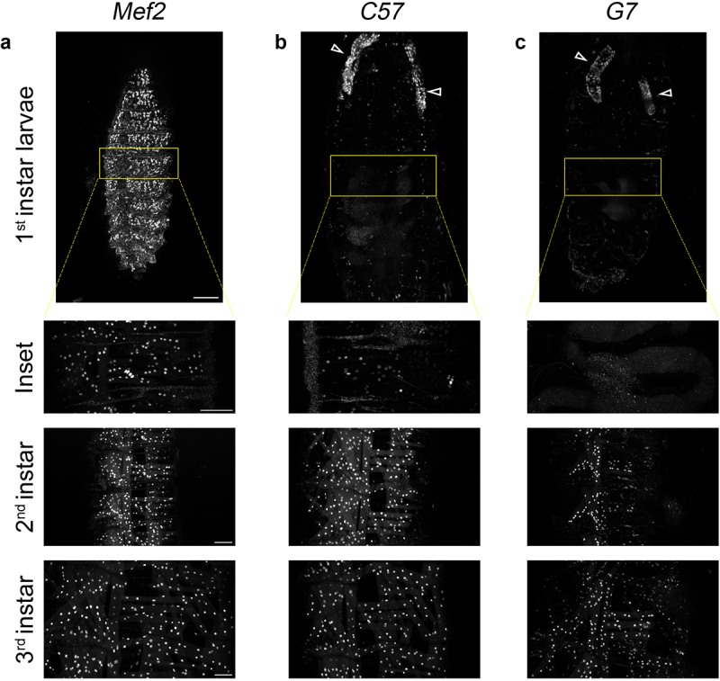 Stage-specific modulation of <i>Drosophila</i> gene expression with muscle GAL4 promoters.