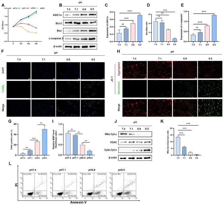 ASIC1a Promotes nucleus pulposus derived stem cells apoptosis through modulation of SIRT3-dependent mitochondrial redox homeostasis in intervertebral disc degeneration.