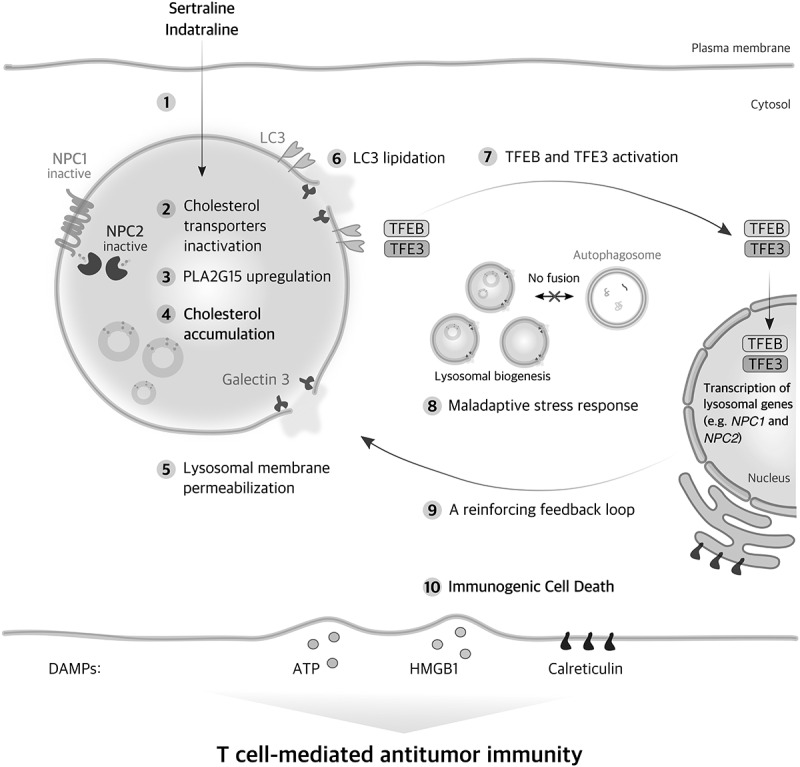 Disruption of cholesterol homeostasis by antidepressants induces immunogenic cell death.