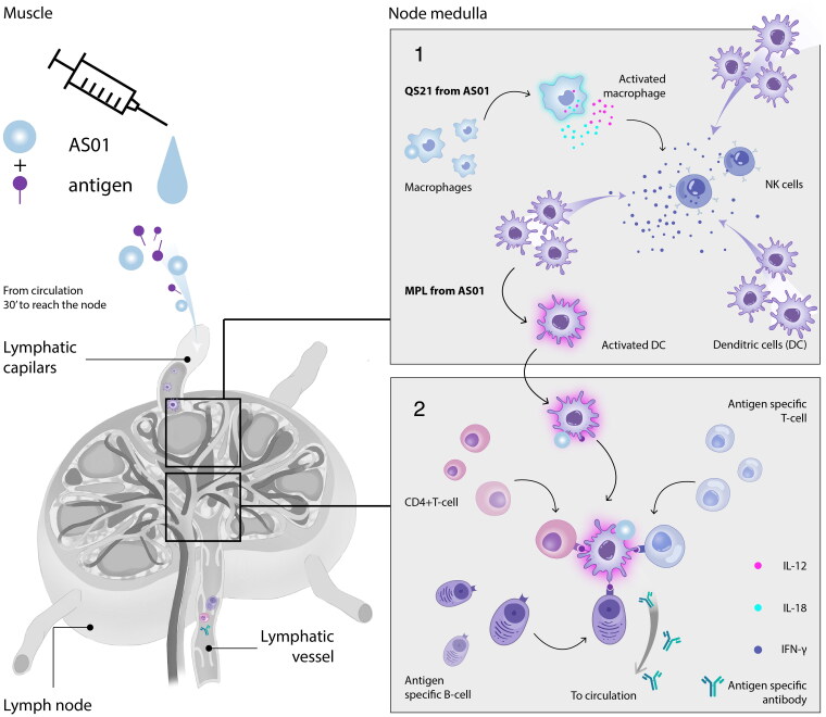 Age-related changes in the immune system and challenges for the development of age-specific vaccines.