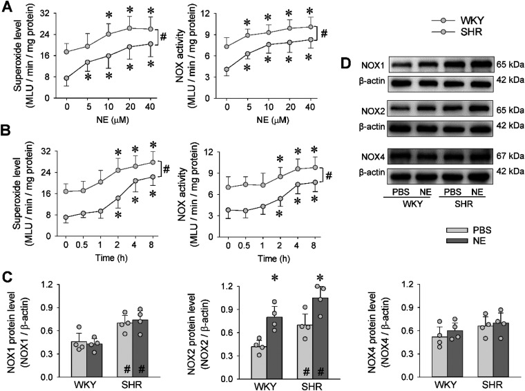 Norepinephrine promotes oxidative stress in vascular adventitial fibroblasts via PKC/NFκB-mediated NOX2 upregulation.