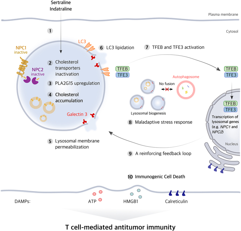 Disruption of cholesterol homeostasis by antidepressants induces immunogenic cell death.