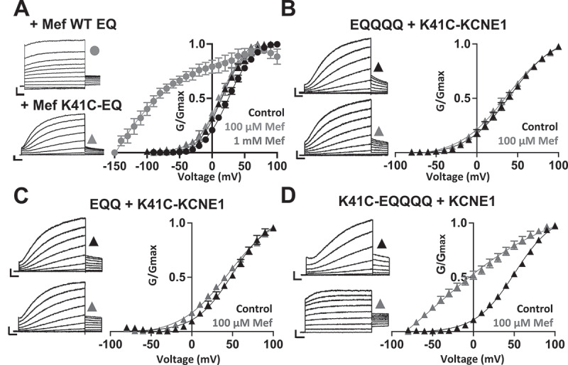 Graded activation of mutant K41C-KCNE1:KCNQ1 channel complexes by mefenamic acid.