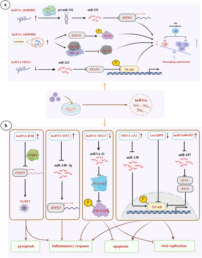 Role of non-coding RNAs in the pathogenesis of viral myocarditis.