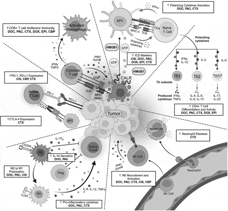 Chemoimmunomodulation in triple negative breast cancer: a key to maximizing anti-PD-1 chemoimmunotherapeutic efficacy.