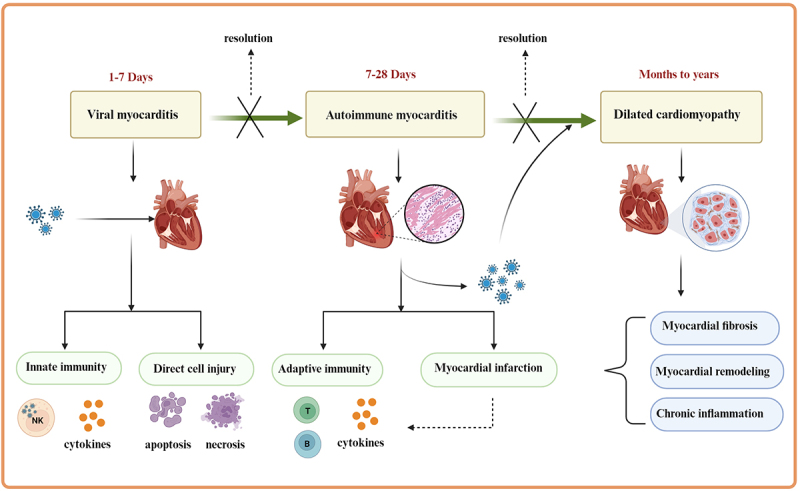 Role of non-coding RNAs in the pathogenesis of viral myocarditis.