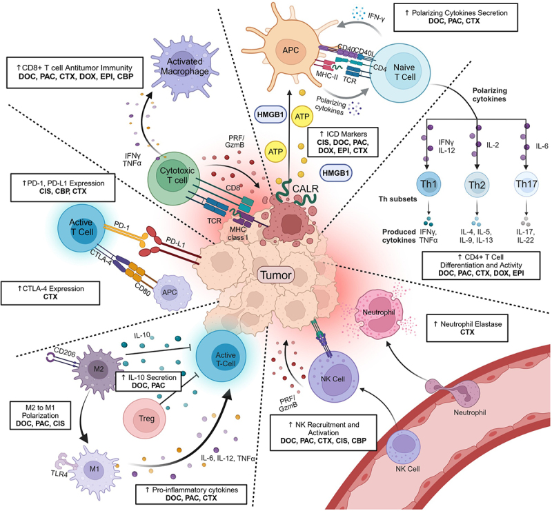 Chemoimmunomodulation in triple negative breast cancer: a key to maximizing anti-PD-1 chemoimmunotherapeutic efficacy.
