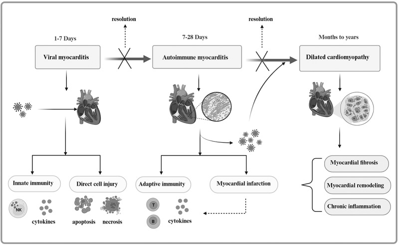 Role of non-coding RNAs in the pathogenesis of viral myocarditis.