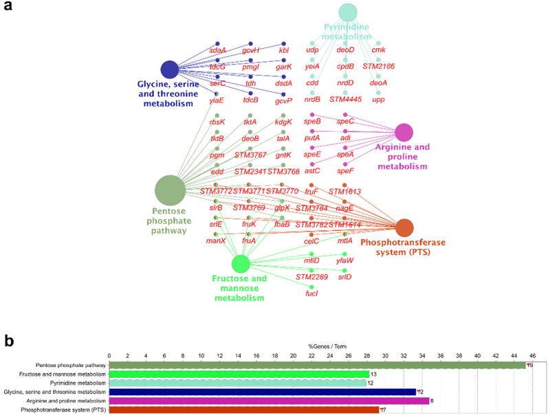 <i>In vitro and in vivo</i> study on the effects of nutritive media compared with water on the resuscitation of a live attenuated <i>Salmonella</i> Typhimurium vaccine.