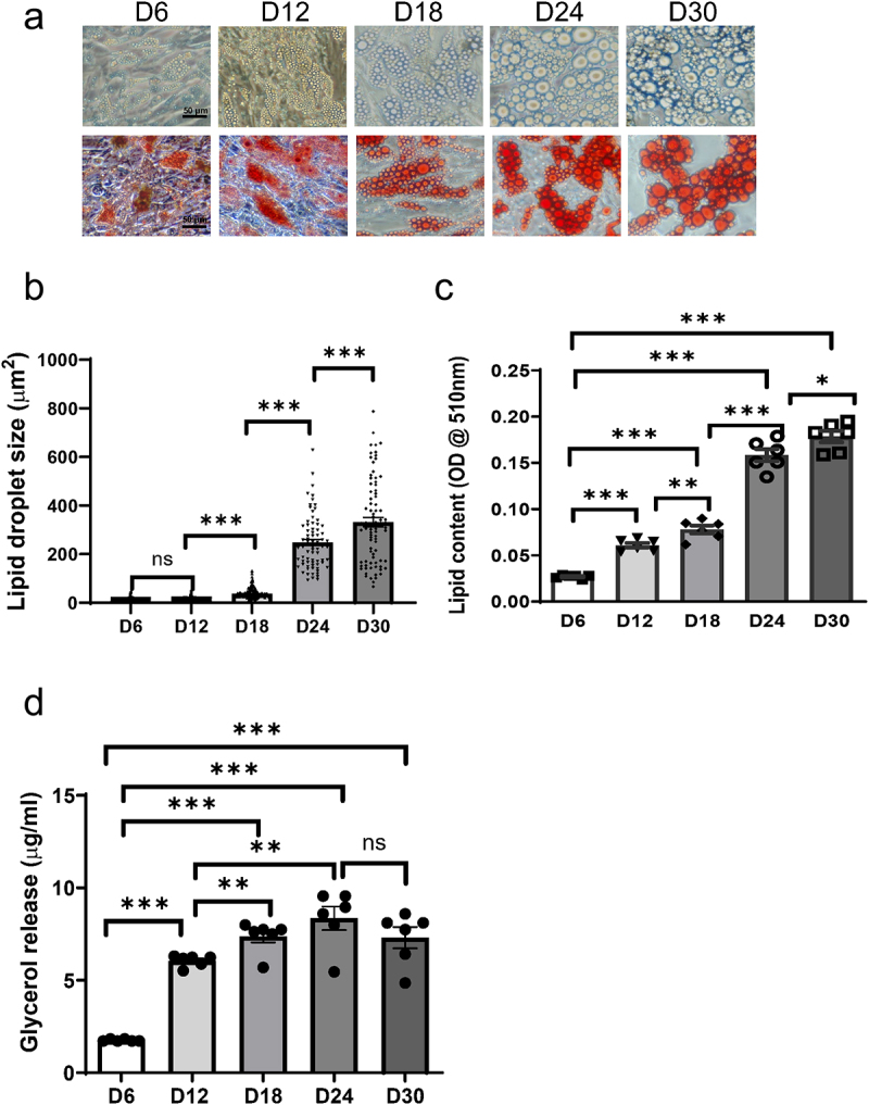 Disrupted adipokine secretion and inflammatory responses in human adipocyte hypertrophy.