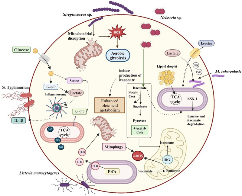 Bacterial metabolism in the host and its association with virulence.