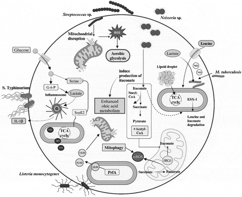 Bacterial metabolism in the host and its association with virulence.