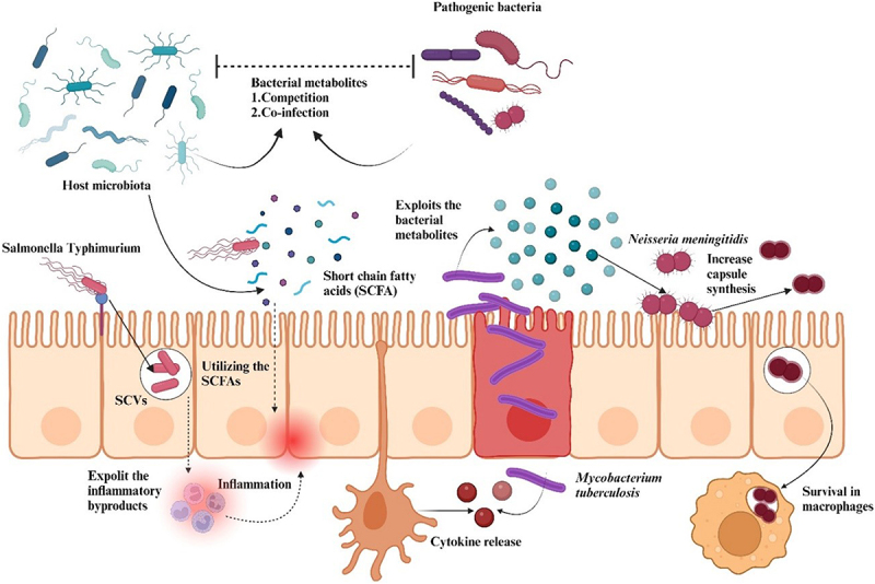 Bacterial metabolism in the host and its association with virulence.