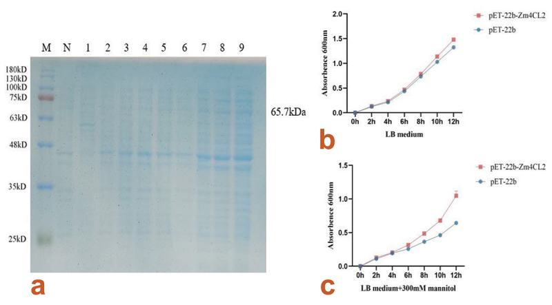 Maize 4-coumarate coenzyme A ligase <i>Zm4CL-like9</i> gene positively regulates drought stress response in <i>Arabidopsis thaliana</i>.