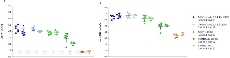 Susceptibility of calf lung slice cultures to H5N1 influenza virus.