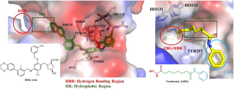 Discovery of novel biphenyl compounds bearing hydroxamic acid moiety as the first PD-L1/class I HDACs dual inhibitors.