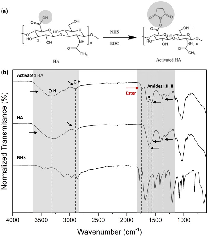 Hyaluronic acid-engineered milk extracellular vesicles to target triple negative breast cancer through CD44.