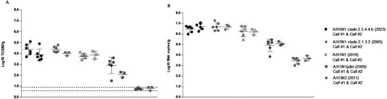 Susceptibility of calf lung slice cultures to H5N1 influenza virus.
