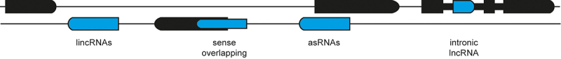 The hidden power of antisense long non-coding RNAs: a dive into a novel regulatory layer mediated by double-stranded RNA formation.