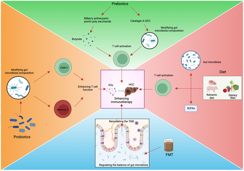 Gut microbiota in hepatocellular carcinoma immunotherapy: immune microenvironment remodeling and gut microbiota modification.